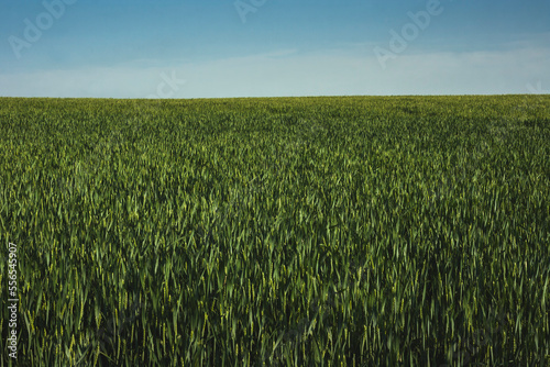 Green wheat field horizon