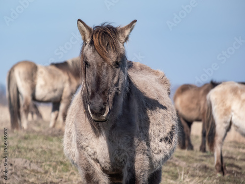 Close-up of Semi-wild Polish Konik horses with winter fur in a floodland meadow. Wildlife scenery