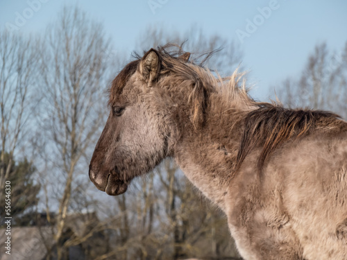 Close-up of Semi-wild Polish Konik horses with winter fur in a floodland meadow. Wildlife scenery photo