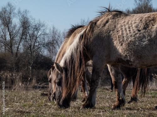 Close-up of Semi-wild Polish Konik horses with winter fur in a floodland meadow. Wildlife scenery
