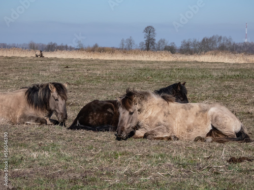 Close-up of Semi-wild Polish Konik horses with winter fur resting and sleeping on ground in a floodland meadow. Wildlife scenery photo