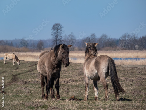 Semi-wild Polish Konik horses with winter fur with blue river in background in a floodland meadow. Wildlife scenery. Wild horse reintroduction