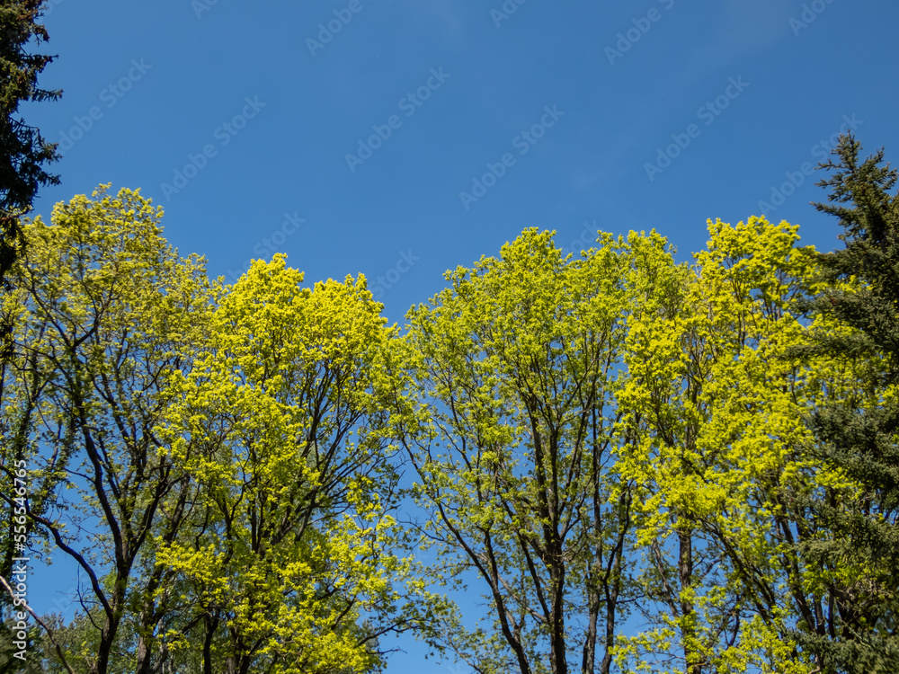 View of huge trees with bright green leaves with blue sky background in spring View of huge trees with bright green leaves with blue sky background in spring
