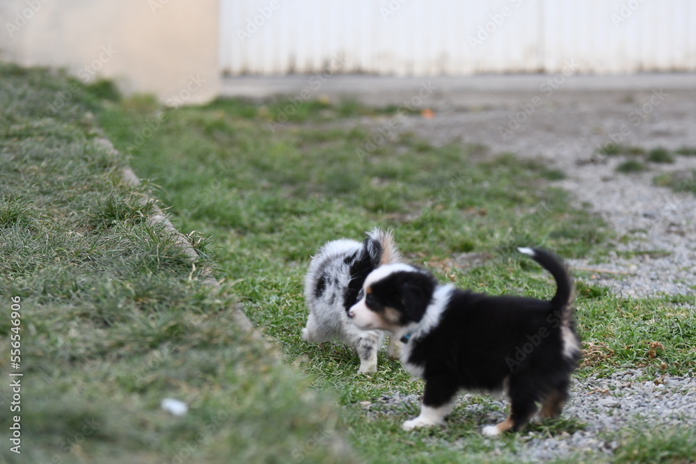 Chiot de race berger australien dans un élevage Chiot de race berger australien dans un élevage