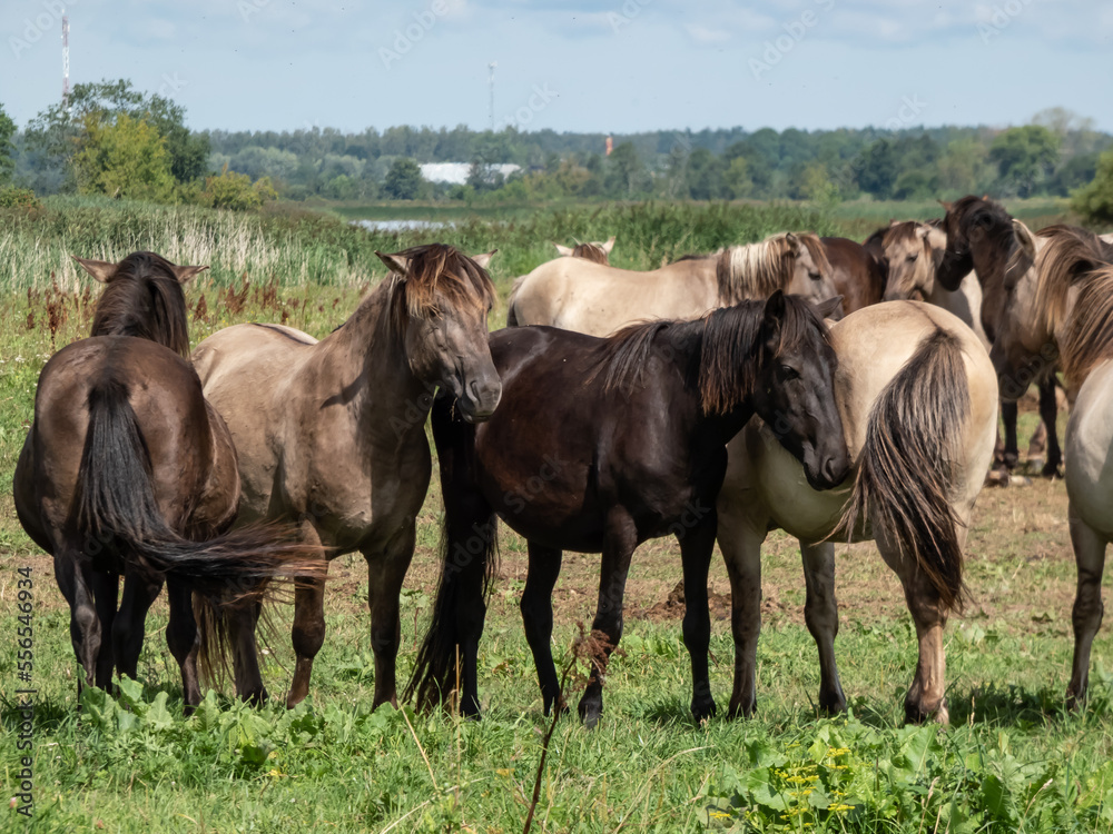 Grey and black Semi-wild Polish Konik horses spending time together in a floodland meadow with green vegetation in summer. Wild horse reintroduction Grey and black Semi-wild Polish Konik horses spending time together in a floodland meadow with green vegetation in summer. Wild horse reintroduction