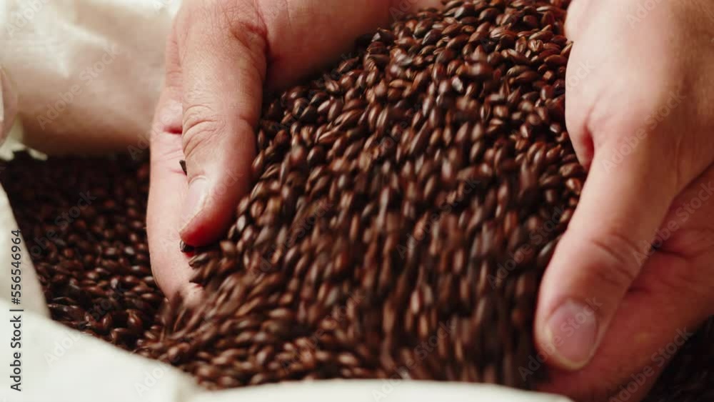 Dry black golden barley coffee beans malt close-up. Craft beer production. Ripe wheat grains texture. Brewery concept. Harvesting and farming, grocery. Dry black golden barley coffee beans malt close-up. Craft beer production. Ripe wheat grains texture. Brewery concept. Harvesting and farming, grocery.