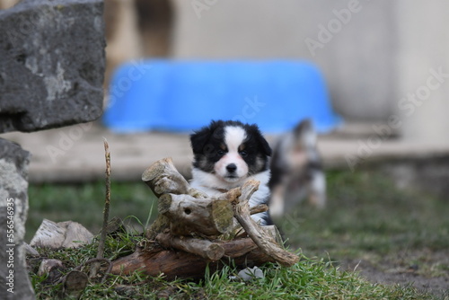 Chiot de race berger australien dans un élevage