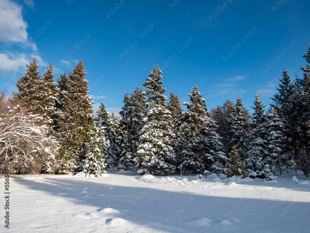 Obraz premium Winter scenery. Forest of big trees completely covered with large amount of snow with blue contrasting sky in background