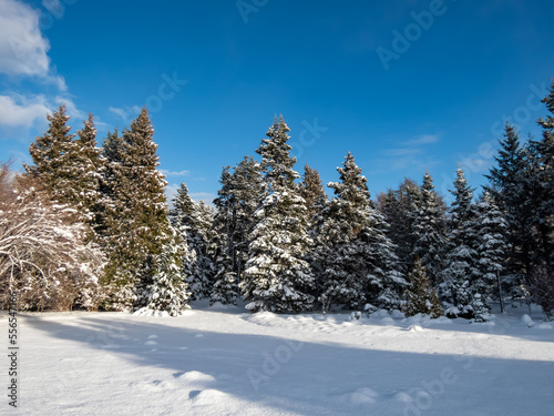 Winter scenery. Forest of big trees completely covered with large amount of snow with blue contrasting sky in background