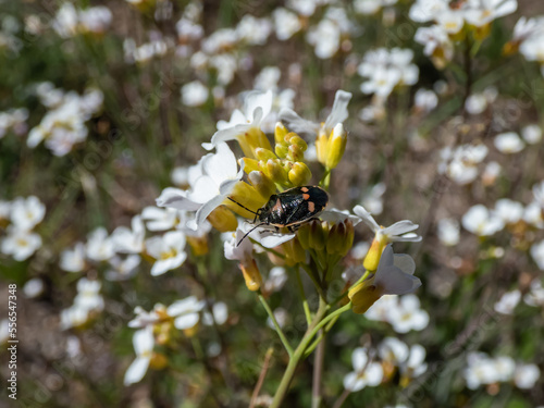 Rape bug, crucifer shield bug, cabbage bug or the brassica bug (Eurydema oleracea) with shiny dark bodywith yellow orange markings on a flower in meadow in summer