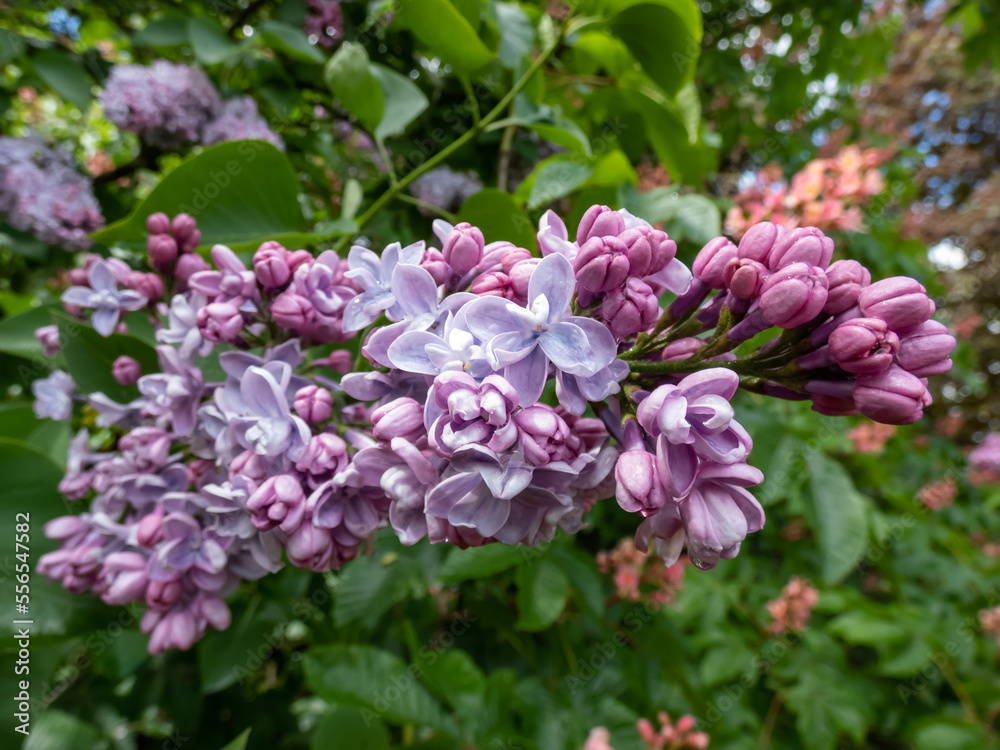 Common Lilac (Syringa vulgaris) 'Katherine Havemeyer' blooming with violet-lavender double flowers that emerge from pink buds in panicles Common Lilac (Syringa vulgaris) 'Katherine Havemeyer' blooming with violet-lavender double flowers that emerge from pink buds in panicles