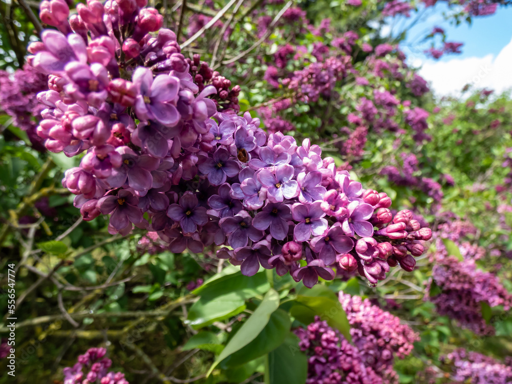 Obraz premium Award-winning Common Lilac (Syringa vulgaris) 'Andenken an Ludwig Spath' blooming with slender panicles packed with amazingly fragrant, single, wine-red flowers in spring