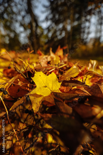 A yellow leaf on the background of an autumn forest