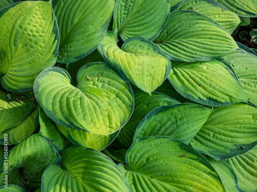 Plantain lily (hosta) 'Gold standard' is medium to large hosta forming dense, overlapping mound of wide-oval, slightly cupped leaves with irregular margines, the leaf centers change to yellow
