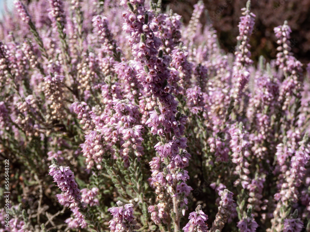 Obraz premium Macro of Calluna vulgaris 'Silver cloud' with bright silvery-grey foliage flowering with spikes of pale purple flowers in summer through to autumn