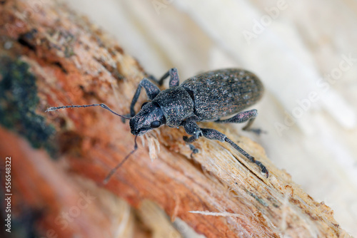 Grey Pine Weevil (Brachyderes incanus), on wood. photo