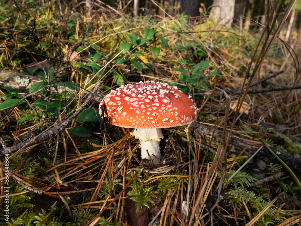 Big, red poisonous mushroom Fly Agaric (Amanita Muscaria) mushroom with white warts and visible white veil in a forest surrounded with green grass and moss Big, red poisonous mushroom Fly Agaric (Amanita Muscaria) mushroom with white warts and visible white veil in a forest surrounded with green grass and moss