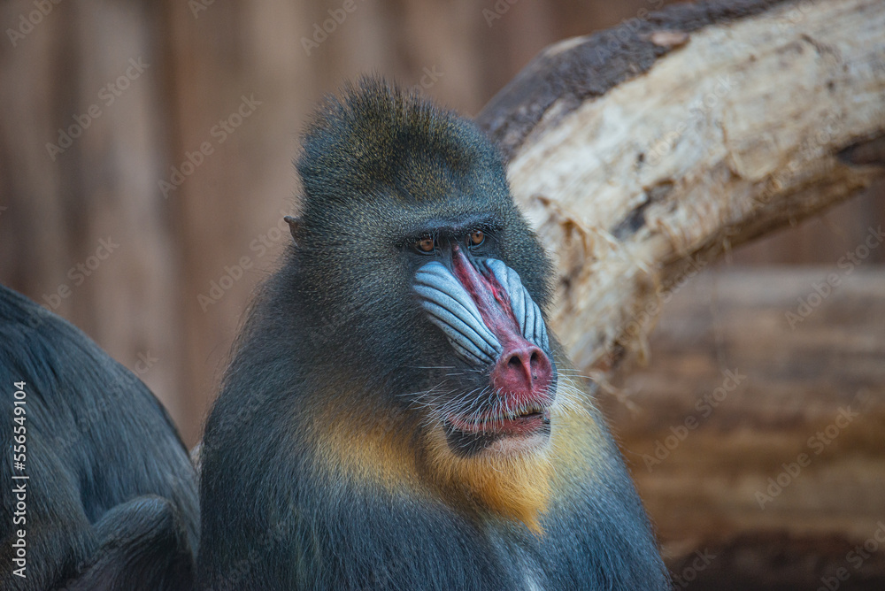 Obraz premium Portrait of big colorful and curious African mandrill, an alpha male at observing pose, closeup, details
