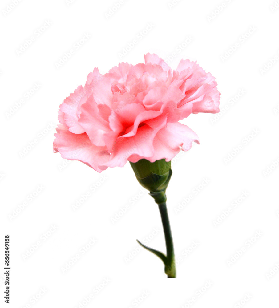 Stack Carnations on white background Stack Carnations on white background