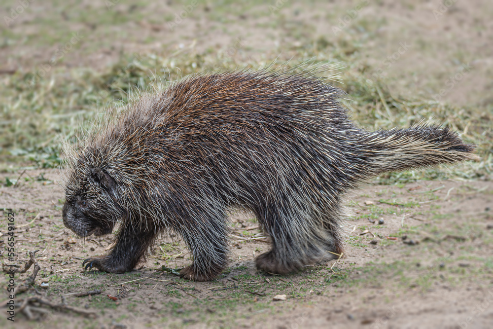 Obraz premium Portrait of a North American porcupine looking for food, close up, details