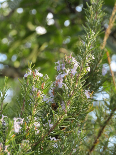 rosemary with flowers