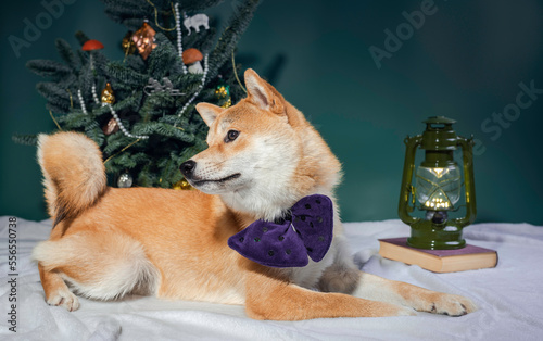 Shiba inu dog and Christmas tree.