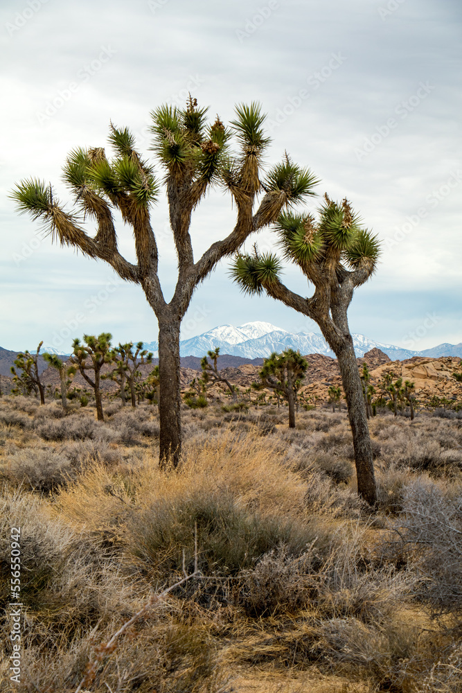 Joshua Trees in Joshua Tree National park, California Joshua Trees in Joshua Tree National park, California