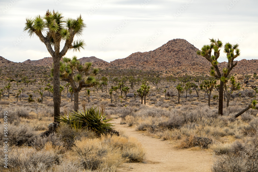Joshua Trees in Joshua Tree National park, California Joshua Trees in Joshua Tree National park, California