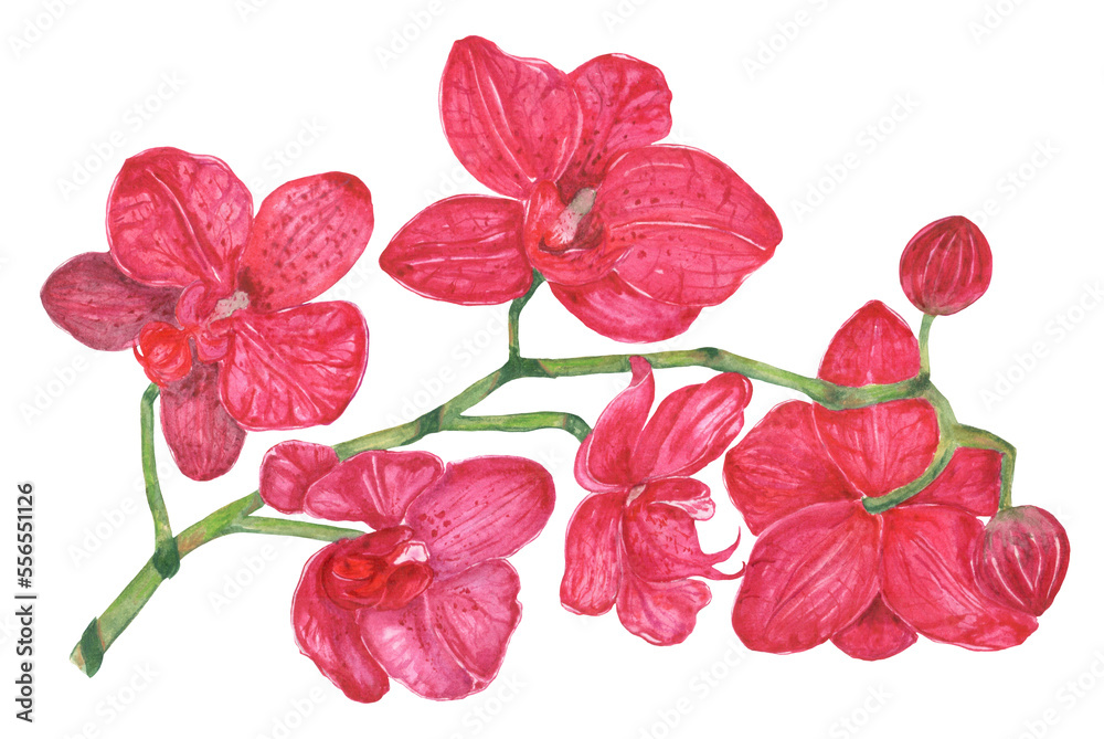 Fototapeta premium Watercolor beautiful botanical purple orchid