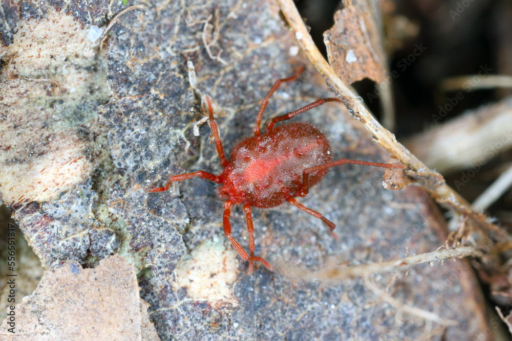 Erythraeus sp., family Erythraeidae, predatory mite looking for prey in the forest litter.