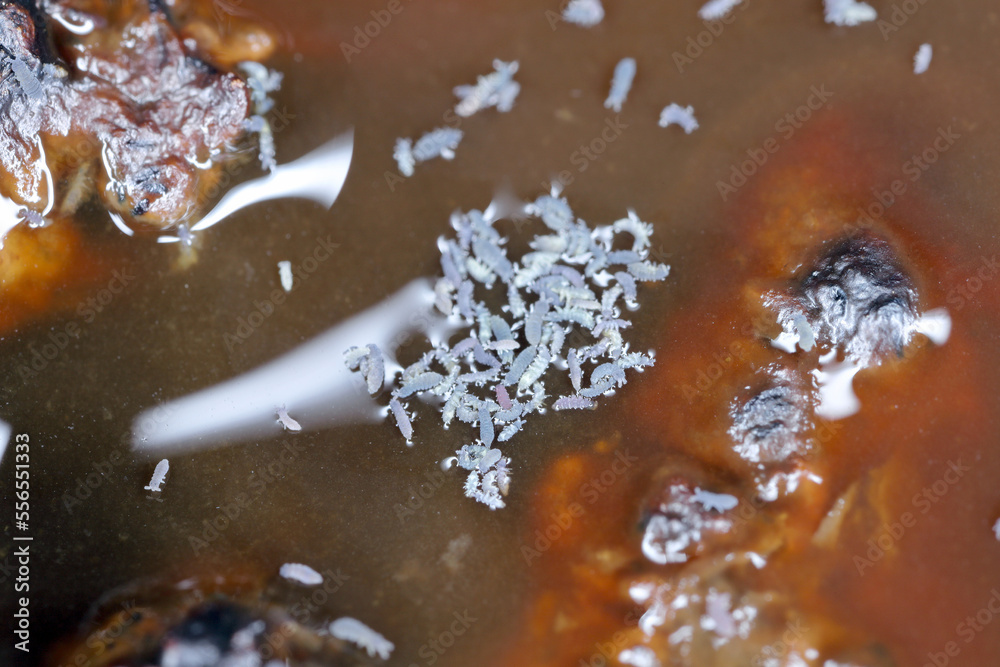 Group of Springtails, Order Collembola on the surface of dirty water. Group of Springtails, Order Collembola on the surface of dirty water.