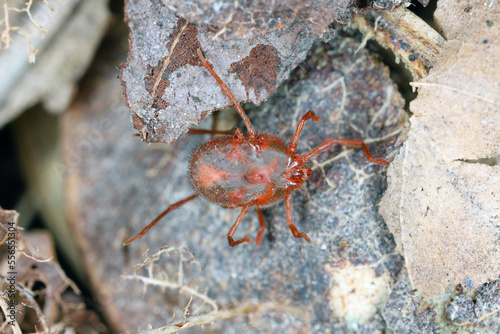 Erythraeus sp., family Erythraeidae, predatory mite looking for prey in the forest litter. photo