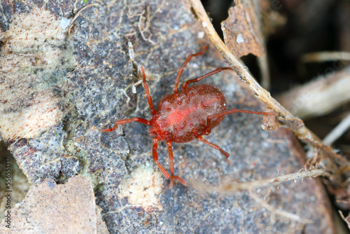 Erythraeus sp., family Erythraeidae, predatory mite looking for prey in the forest litter.