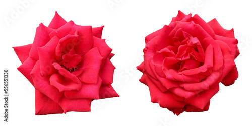 Fototapeta Naklejka Na Ścianę i Meble -  Red rose flowers isolated on transparent background