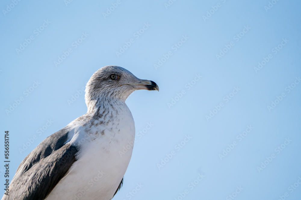 seagull portrait up close bird seagull portrait up close bird