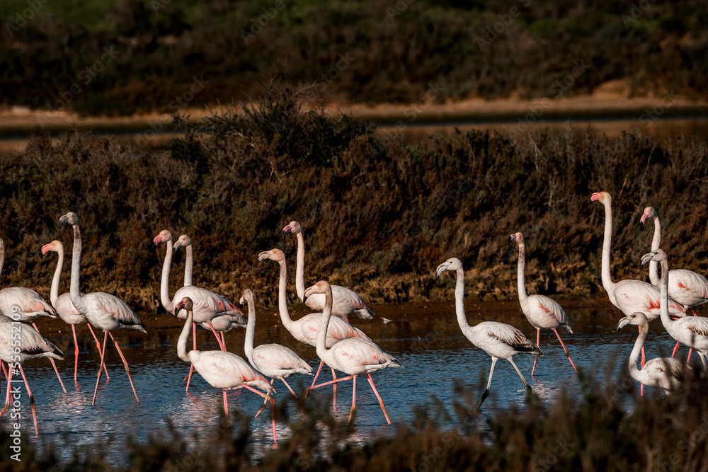 Naklejka premium Flamingo birds in the water in Ria de Formosa 