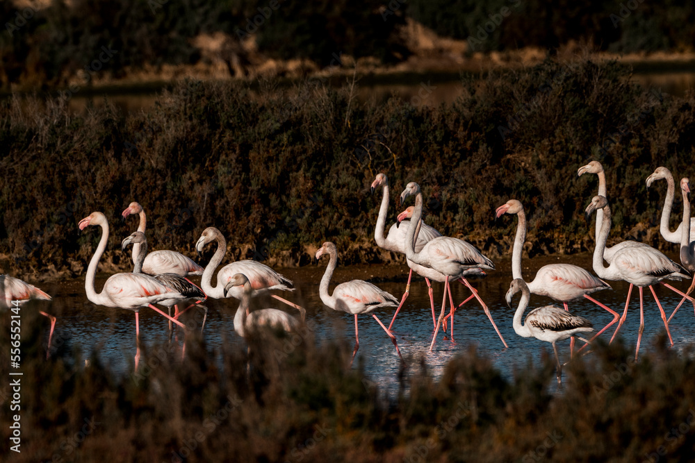 Naklejka premium Flamingo birds in the water in Ria de Formosa 