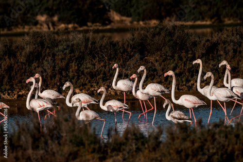 Flamingo birds in the water in Ria de Formosa 