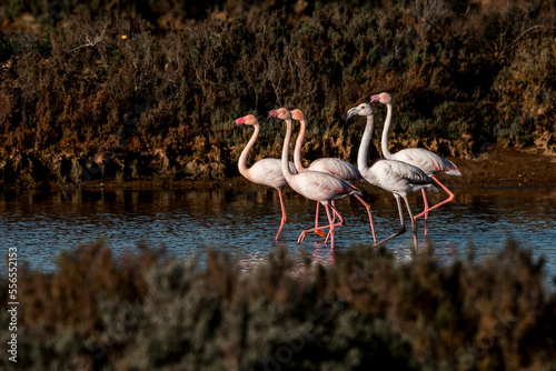 Tableau sur toile Flamingo birds in the water in Ria de Formosa