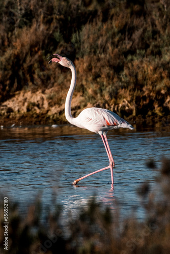 Flamingo bird in the water in Ria de Formosa 