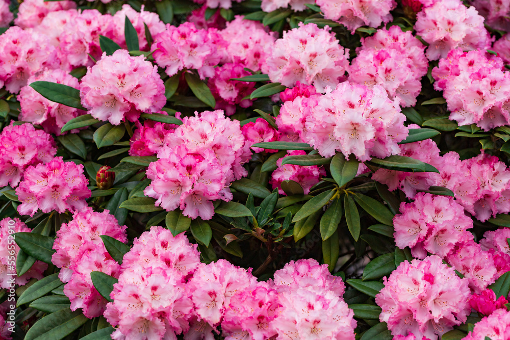 Pink Rhododendron flowering bush in the spring garden.