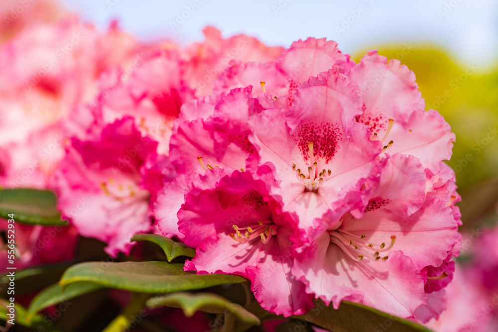 Pink Rhododendron flowering bush in the spring garden. Pink Rhododendron flowering bush in the spring garden.