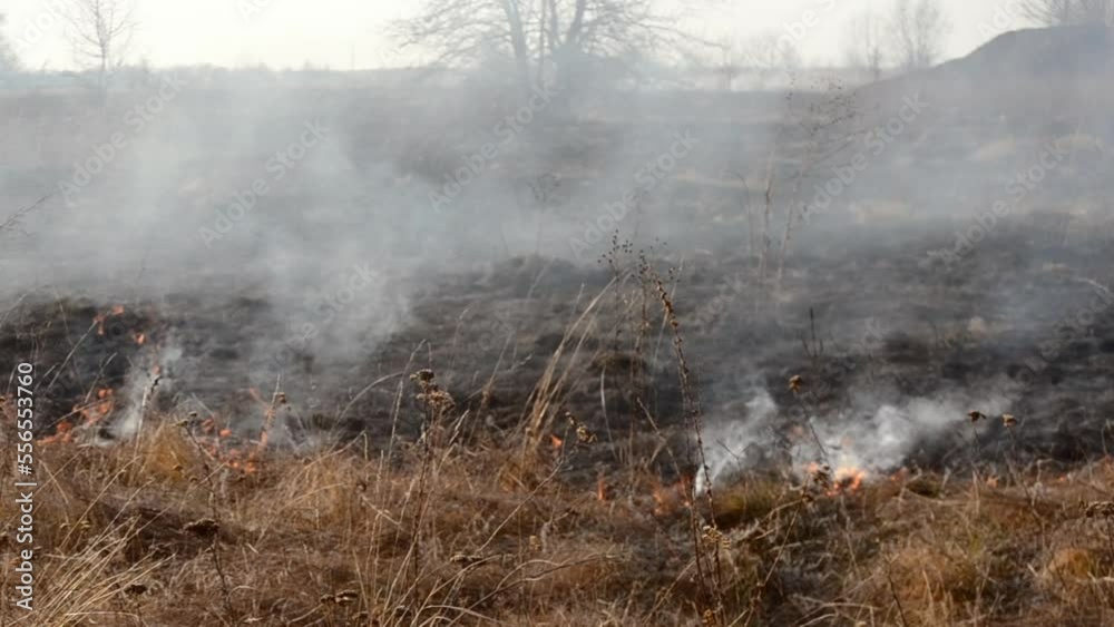 Dry grass burning on field during day close-up. Burning dry grass in field. Flame, fire, smoke, ash, dried grass. Smoking wild fire. Ecological disaster, environment, climate change, ecology pollution Dry grass burning on field during day close-up. Burning dry grass in field. Flame, fire, smoke, ash, dried grass. Smoking wild fire. Ecological disaster, environment, climate change, ecology pollution