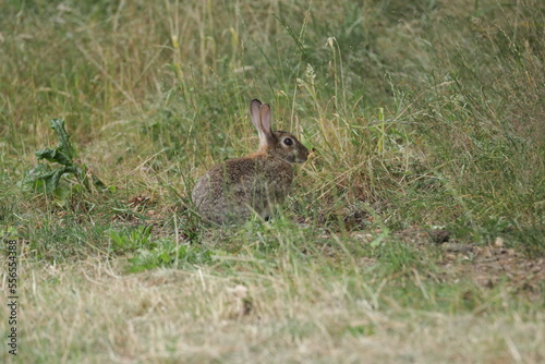 Rabbit in the grass © joukebouwe