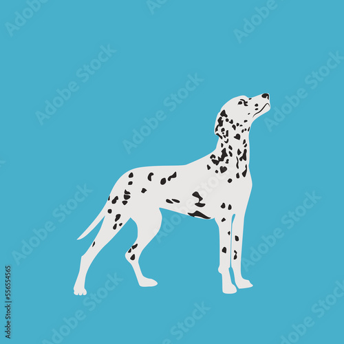 Dalmatian dog on a colored background