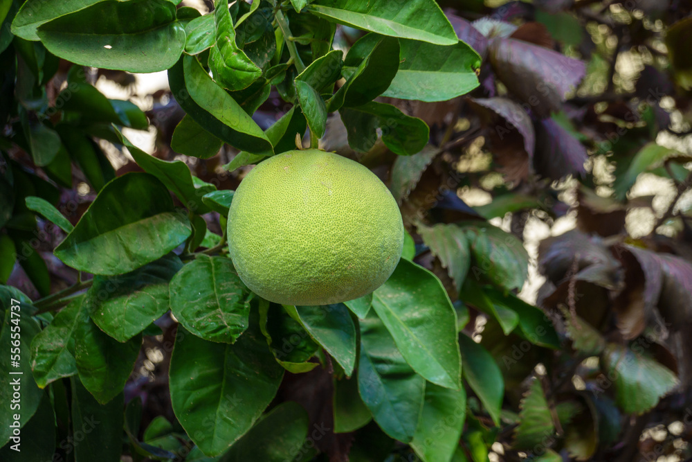 Green citrus growing on tree Green citrus growing on tree