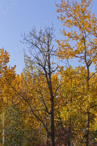 Fototapeta Naklejka Na Ścianę i Meble -  Yellow Leaves Against Blue Sky