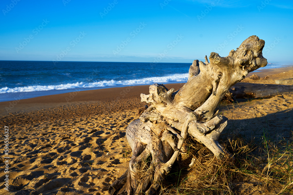 du bois flotté sur la plage dans les landes