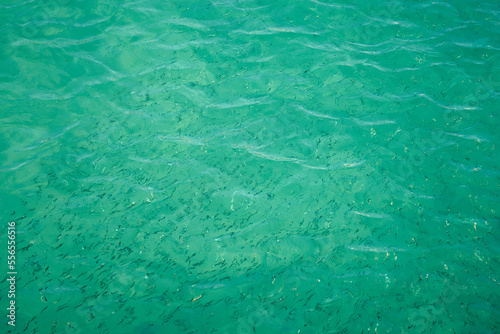 Wallpaper Mural Blurry fish in tropical water as an abstract background. Torontodigital.ca