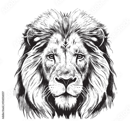Lion portrait lion head sketch hand drawn engraving style Wild animals Vector illustration photo